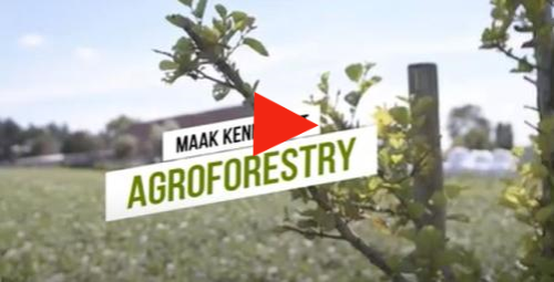 Maak kennis met agroforestry (video)